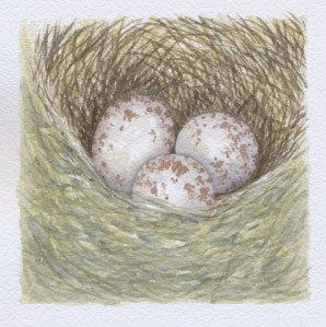 Warbler Nest