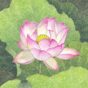 Lotus enlighten 100 lo-res