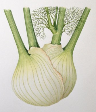 Florence fennel