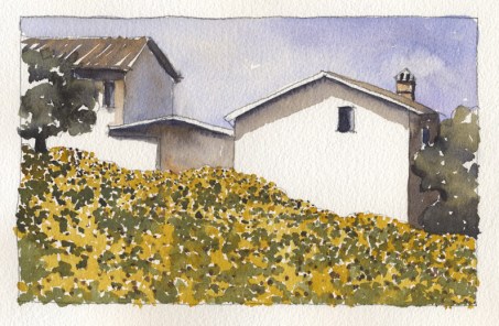 Tuscan Sunflowers